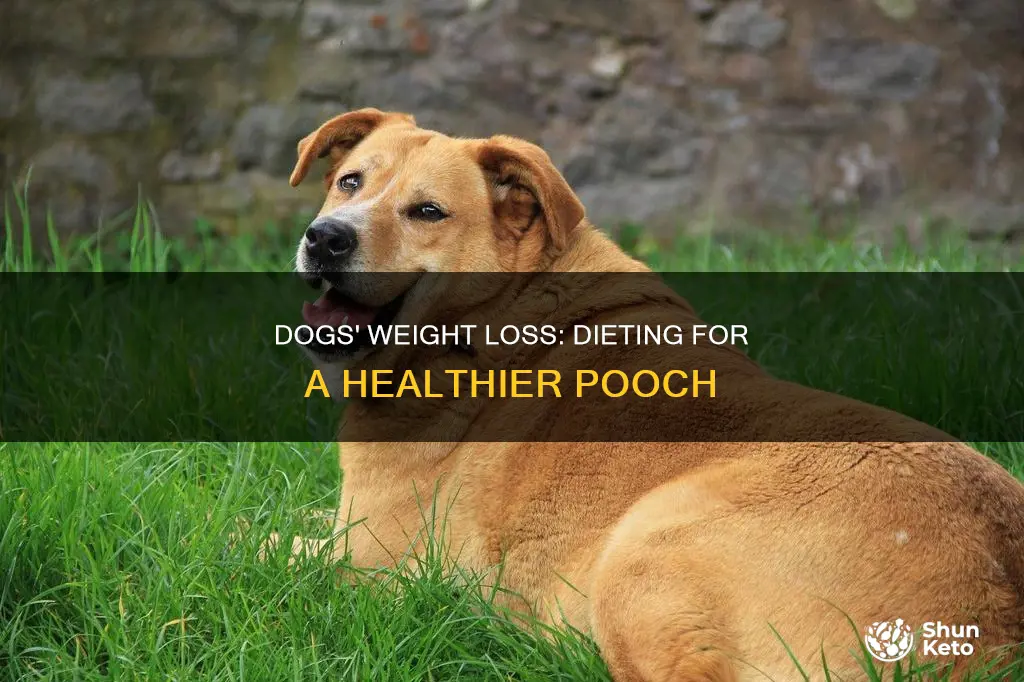 how muchweight will dogs lose on a diet