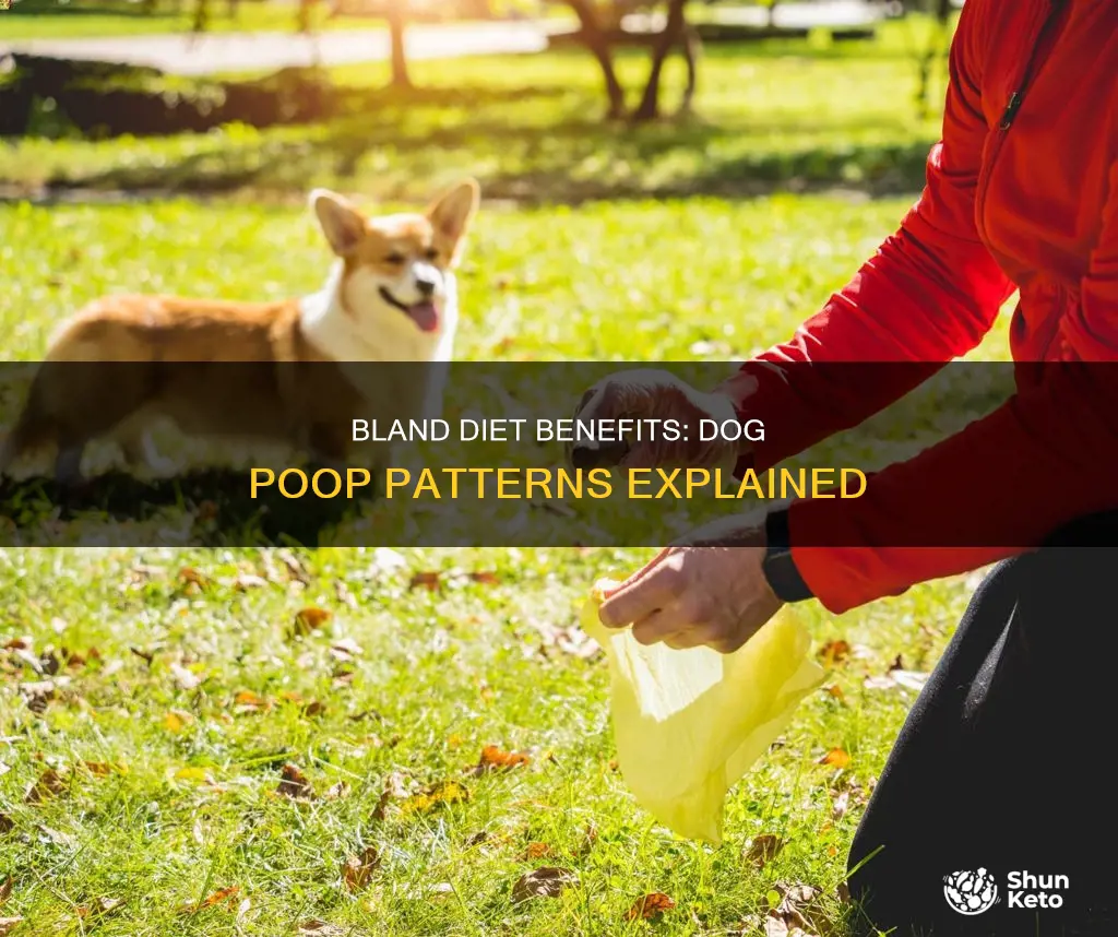 how often should a dog poop on a bland diet