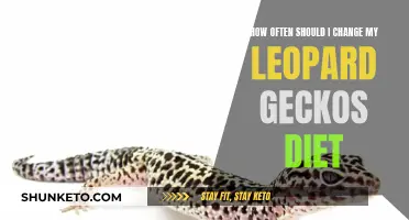 Switching Up Your Leopard Gecko's Diet: How Often?