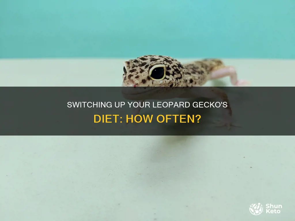 how often should i change my leopard geckos diet