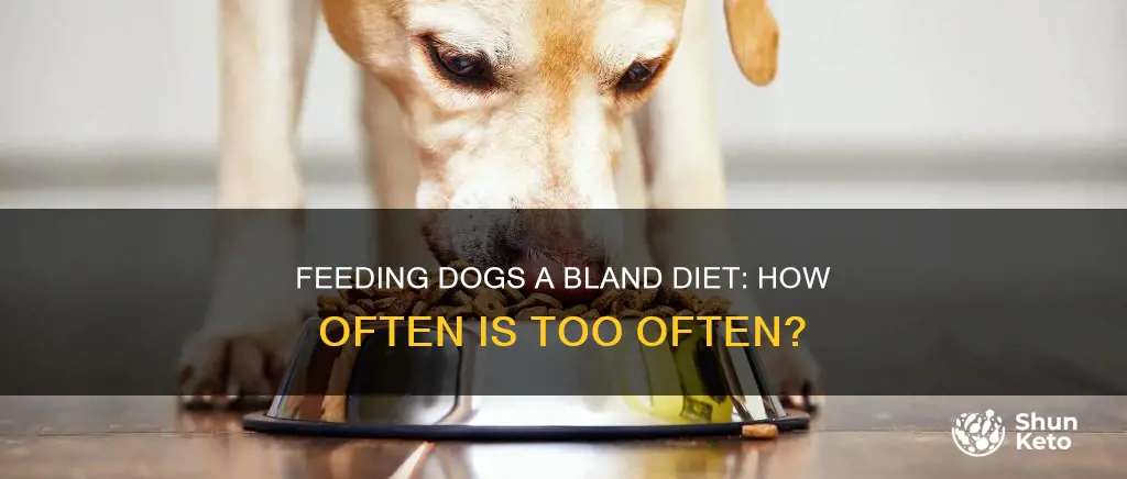 how often to feed dog bland diet