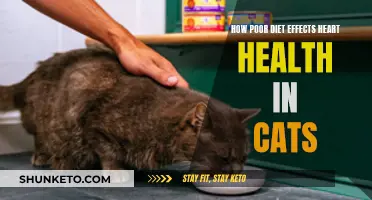 Cat Cardiac Health: The Impact of Poor Nutrition