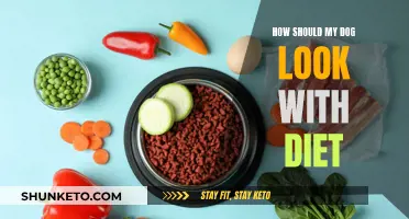 A Healthy Diet for Your Dog: What to Expect