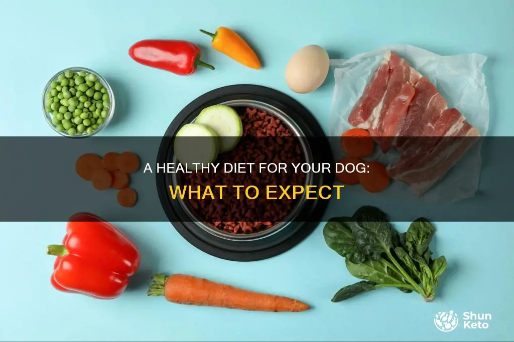 how should my dog look with diet