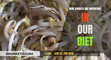 Sprouts: Superfood for a Healthy Diet