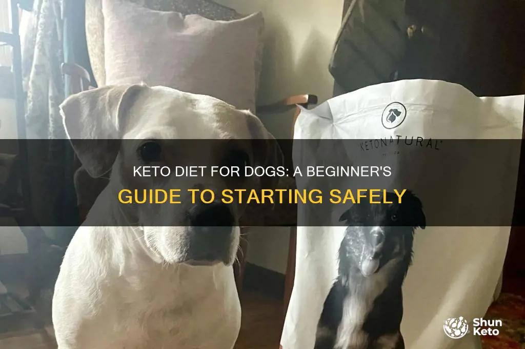 how start a keto diet for dogs