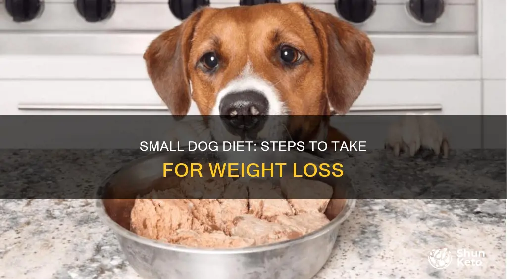 how start a small dog on a diet