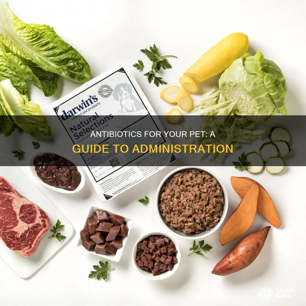 how to add antibiotics to my pets diet