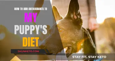 Boosting Your Puppy's Health with Antioxidants