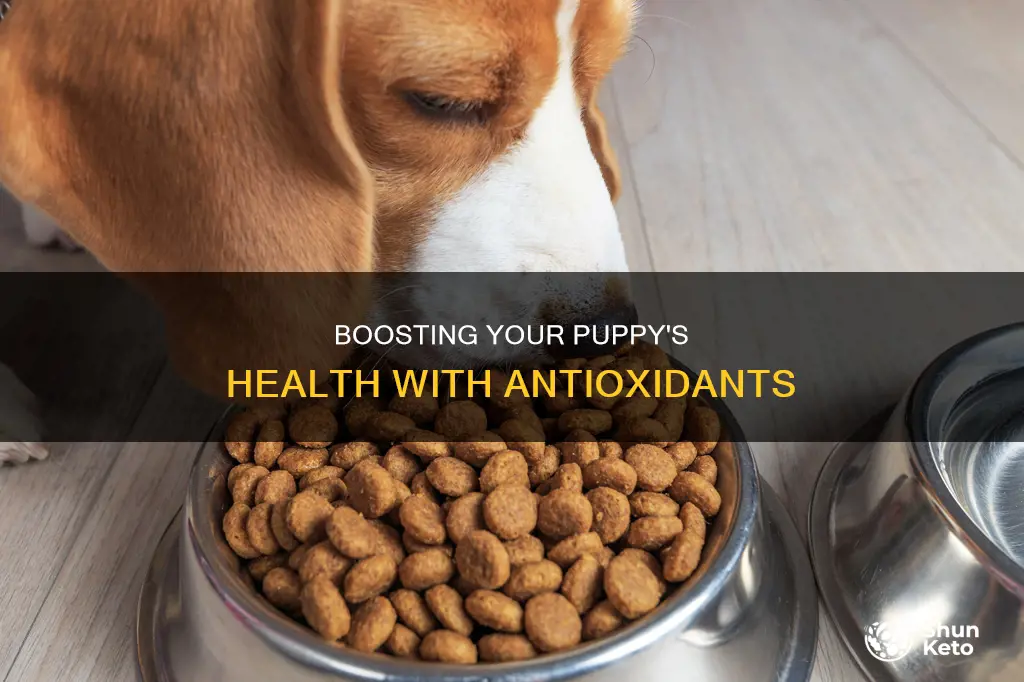 how to add antioxidants to my puppy