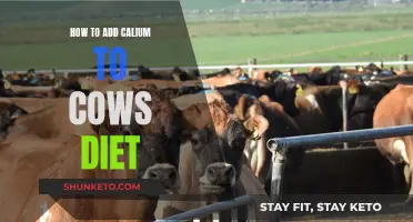 Enhancing Cows' Diet with Calcium: A Guide