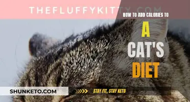 Boosting Calories in Your Cat's Diet: Smart Strategies