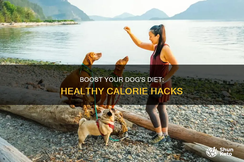 how to add calories to a dogs diet