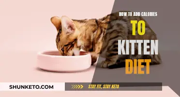 Boosting Your Kitten's Diet: Strategies for Adding Calories Safely