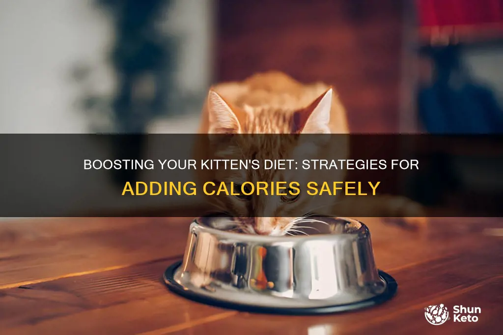 how to add calories to kitten diet