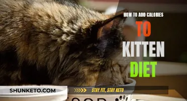 Supplementing Your Kitten's Diet: Adding Calories for Growth