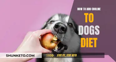 Enhancing Your Dog's Diet with Choline