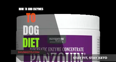 Enhancing Your Dog's Diet with Enzymes