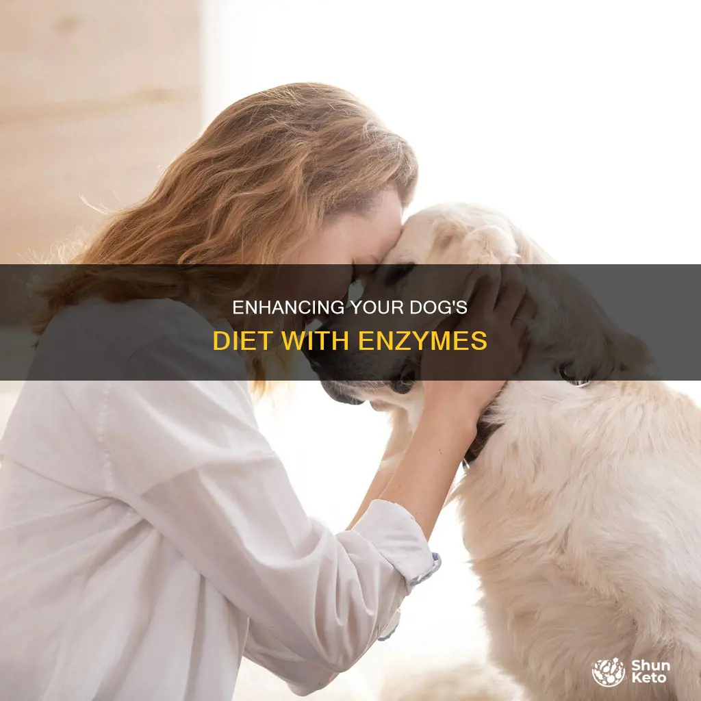 how to add enzymes to dog diet