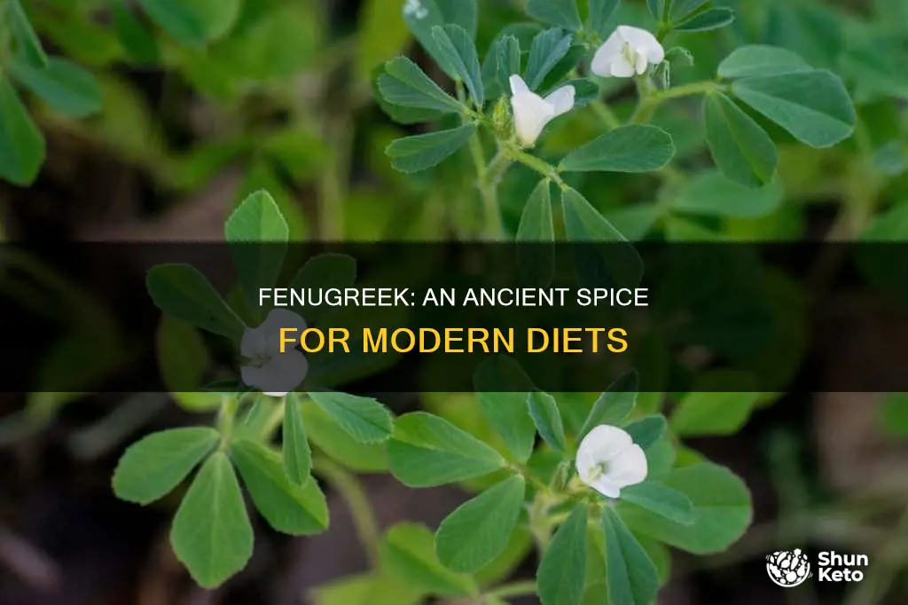 how to add fenugreek to your diet