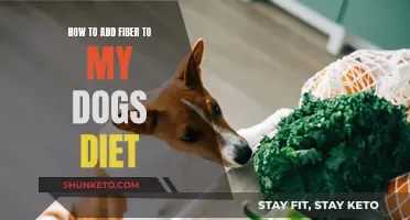 Increasing Fiber Intake: A Guide for Your Dog's Diet