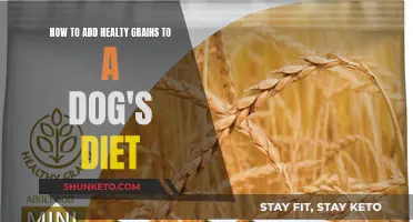 Healthy Grains for Dogs: Adding Nutrition to Your Pup's Diet
