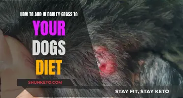 Barley Grass for Dogs: A Guide to Adding It to Their Diet