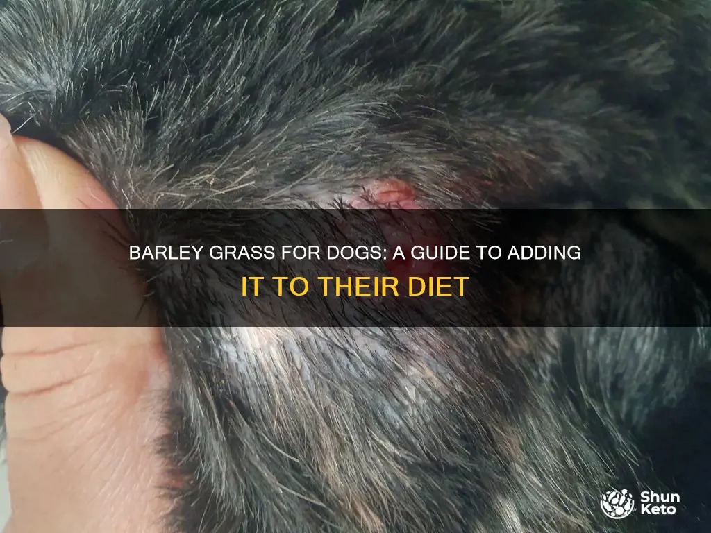 how to add in barley grass to your dogs diet