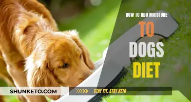 Hydrating Your Dog: Adding Moisture to Their Diet