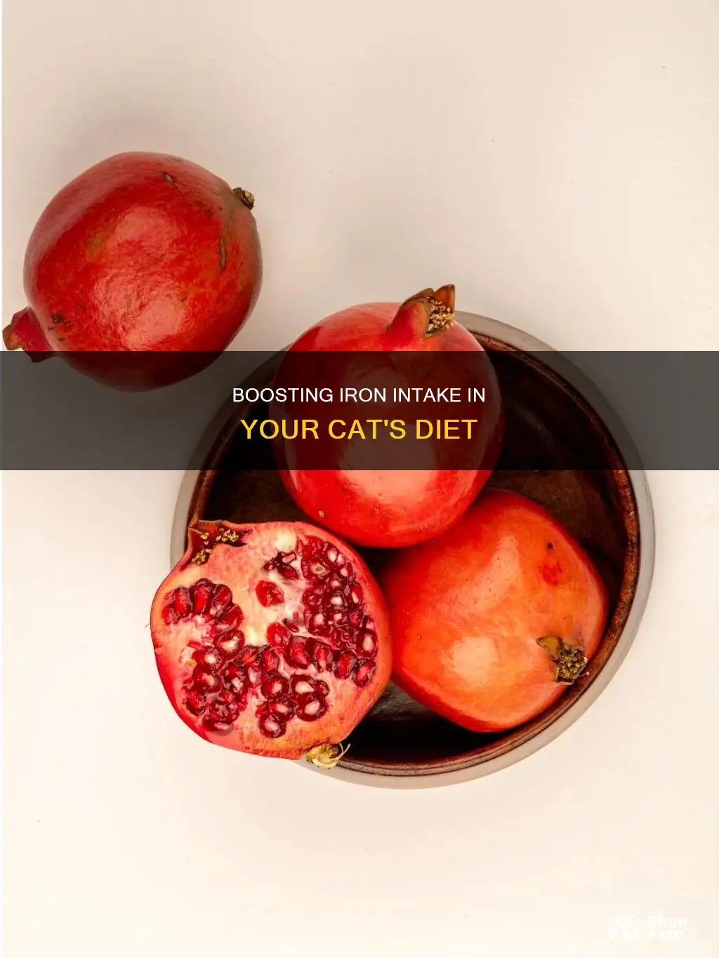 how to add more iron to cat