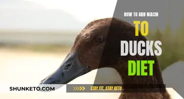 Supplementing Ducks' Diet: Niacin Addition