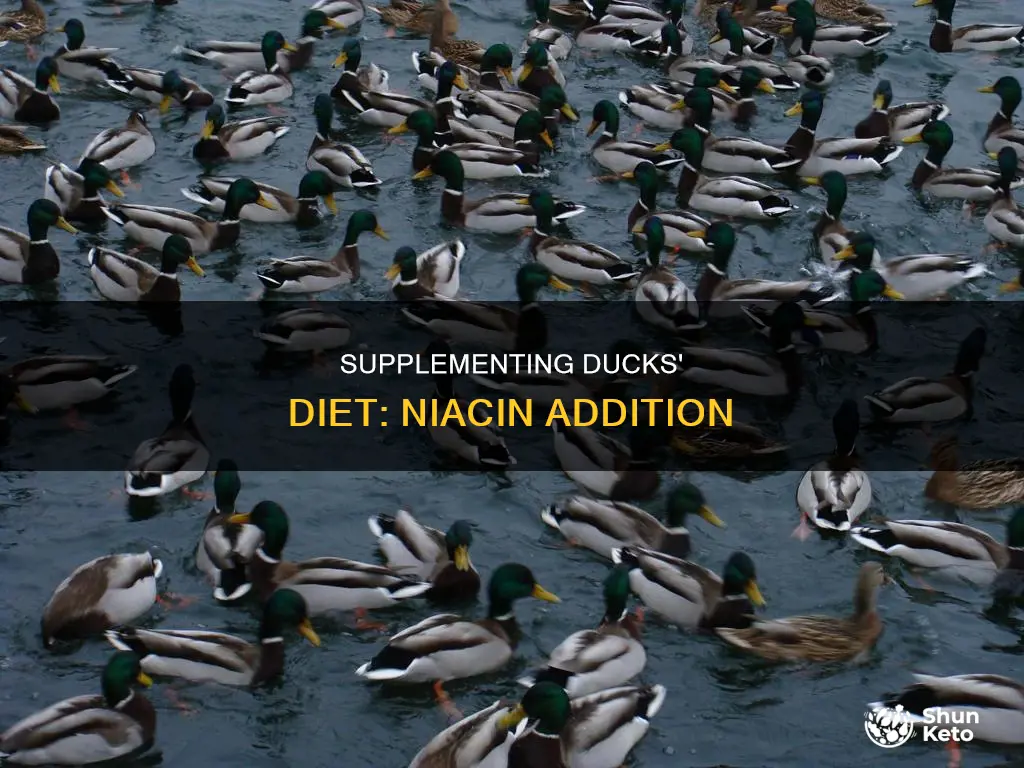 how to add niacin to ducks diet