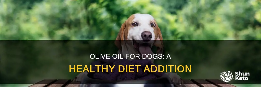 how to add olive oil to dog diet