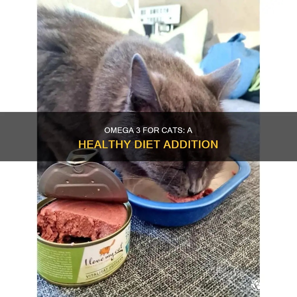 how to add omega 3 to cats diet