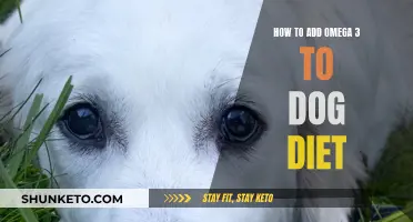 Enhancing Your Dog's Diet with Omega-3s