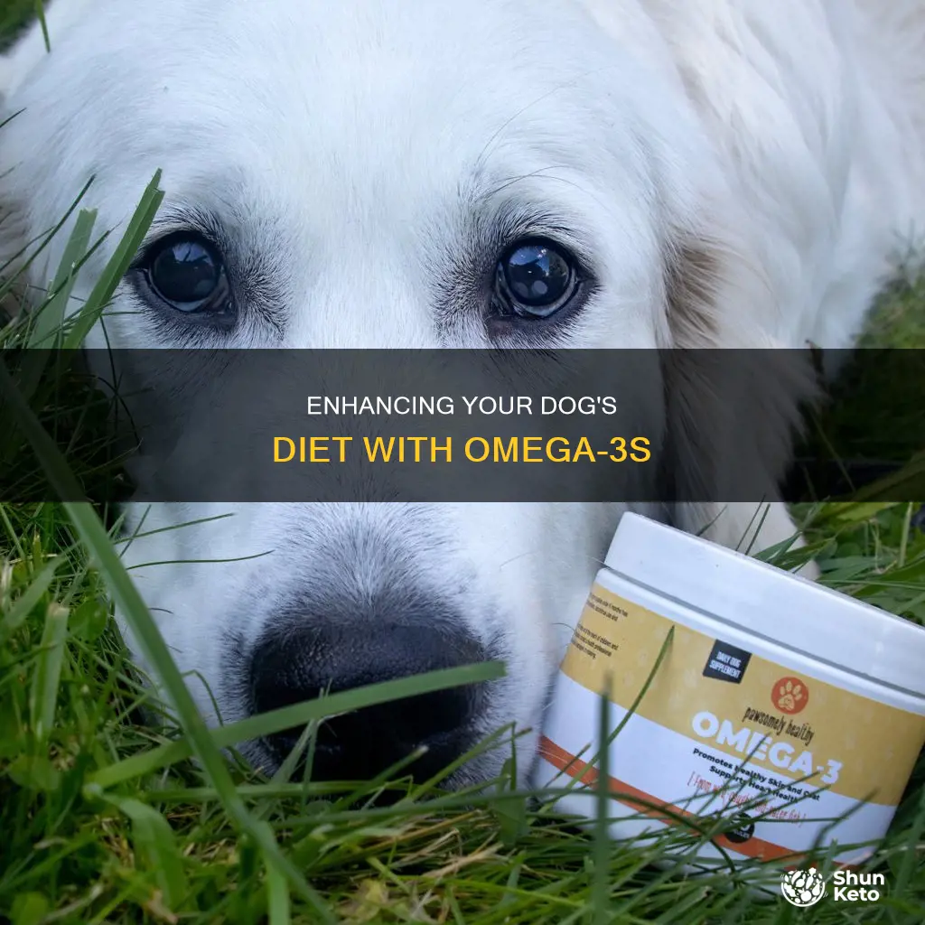 how to add omega 3 to dog diet