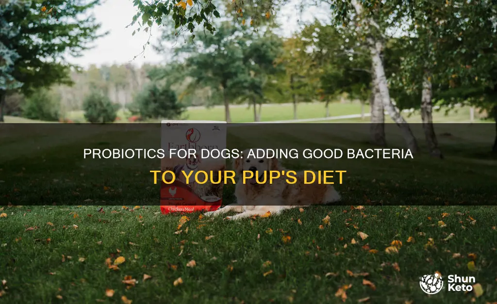 how to add probiotics to dogs diet