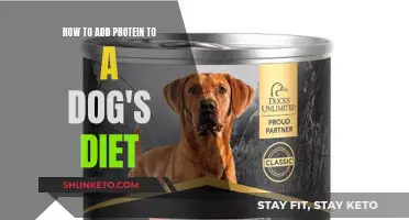 Protein Power: Boosting Your Dog's Diet