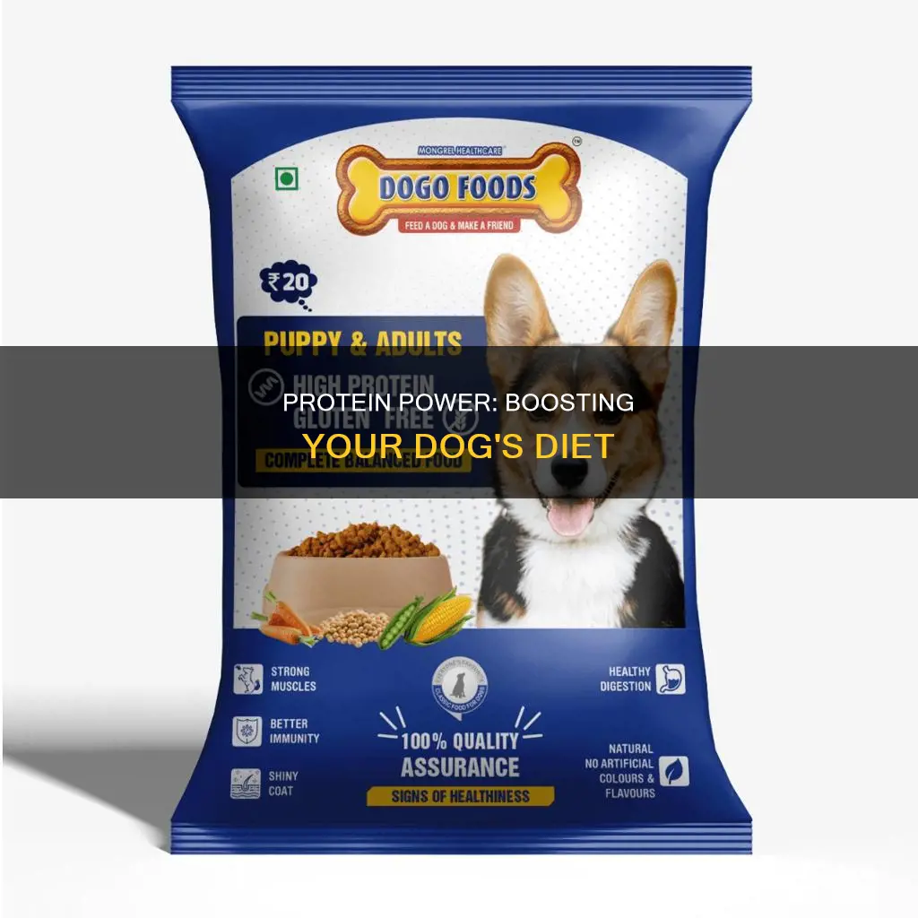 how to add protein to a dog