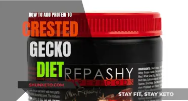 Boosting Protein in Crested Gecko Diets: What You Need to Know