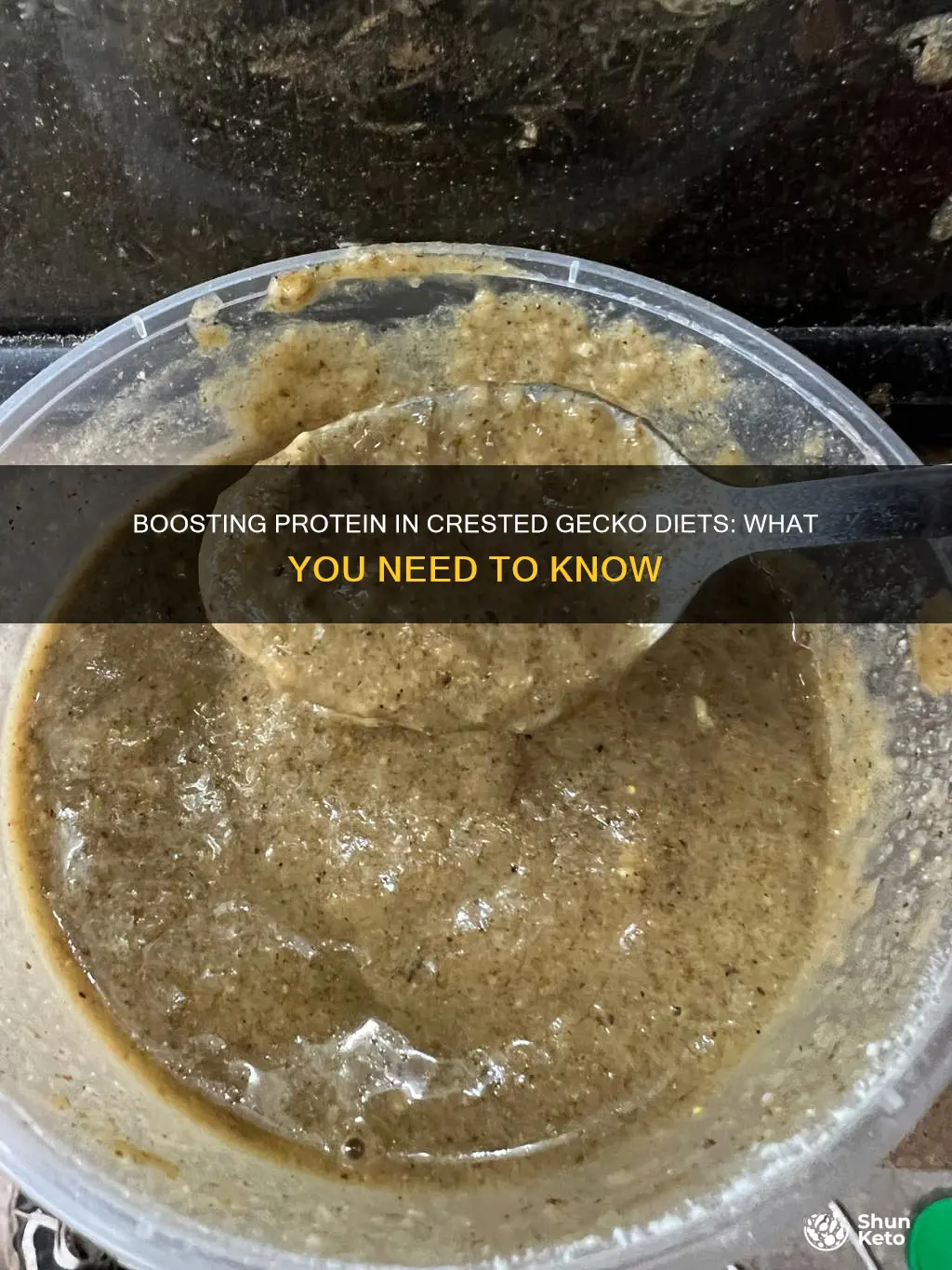 how to add protein to crested gecko diet