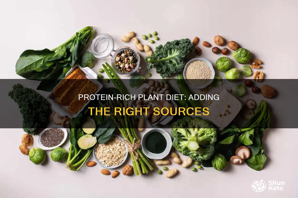 how to add protein to plant based diet