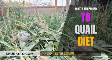 Boosting Quail Protein Intake: A Balanced Diet Approach