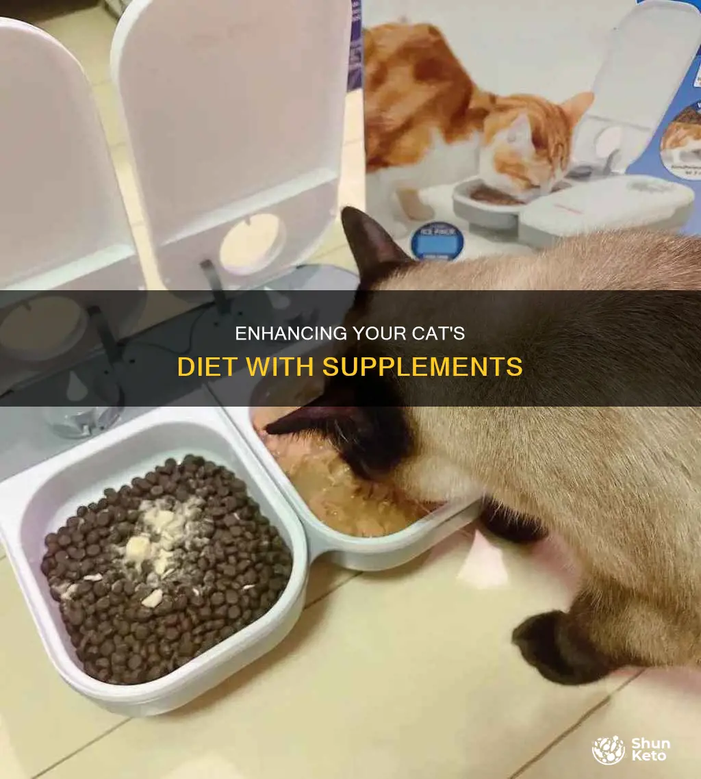 how to add supplement to your cats diet
