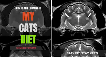 Enhancing Your Cat's Diet: The Thiamine Advantage