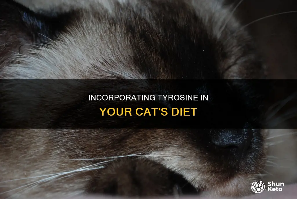 how to add tyrosine to cat diet