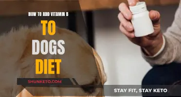 Vitamin B for Dogs: A Balanced Diet Approach