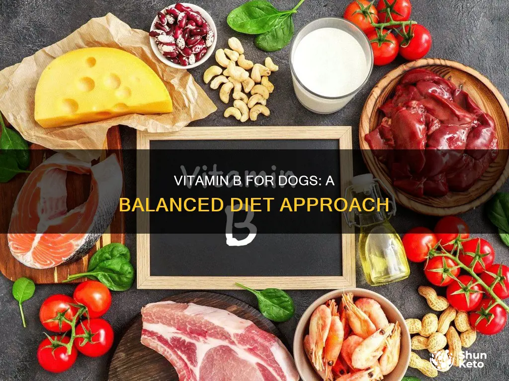 how to add vitamin b to dogs diet
