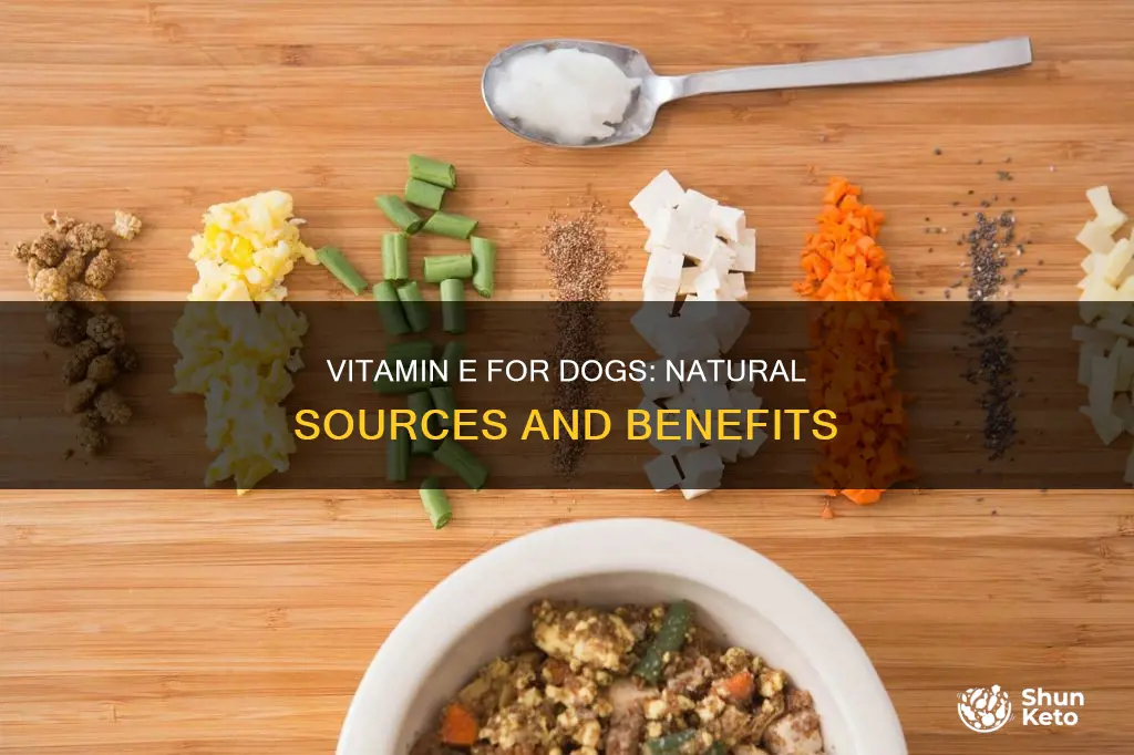 how to add vitamin e to my dogs diet