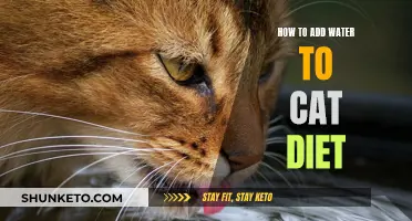 Hydrating Your Cat: Adding Water to Their Diet